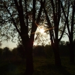 Slunce v korun stromu