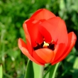 tulipn - detail