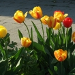barevn tulipny