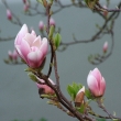 kvty magnolie