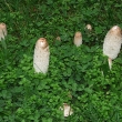 houby v trv