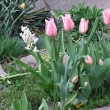rov tulipny