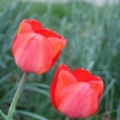 erven tulipny