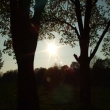 Slunce v korunch strom